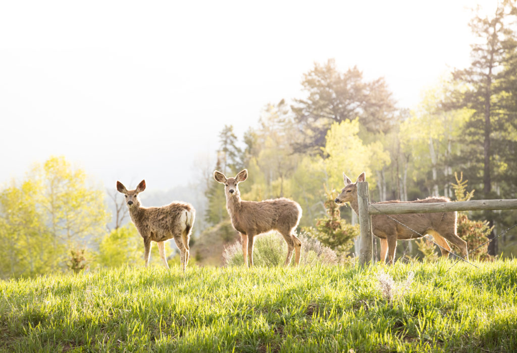 Fawns at dawn in Vail Colorado - Bjorn Bauer Photography